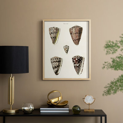 Impression encadrée «Cone Shell Collection III» - bois massif