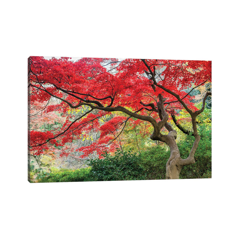 Japanese Maple Tree In Autumn Season by Jan Becke - Wrapped Canvas Print, 20.32 cm H x 30.48 cm W