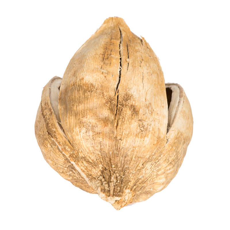 Vickerman 3"-4" Sora Pods, Dried, Bleached