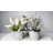 Gira Arrangement in Pot