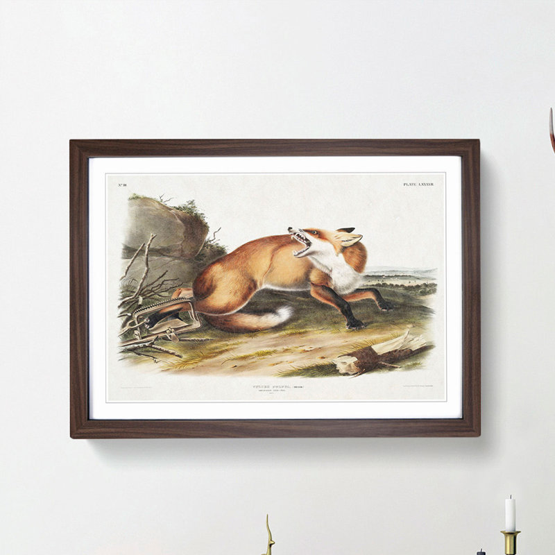 Red Fox Caught in a Trap by J.W. Audubon - Picture Frame Painting Print on MDF, 27cm H x 36cm W x 2cm D, Walnut Framed