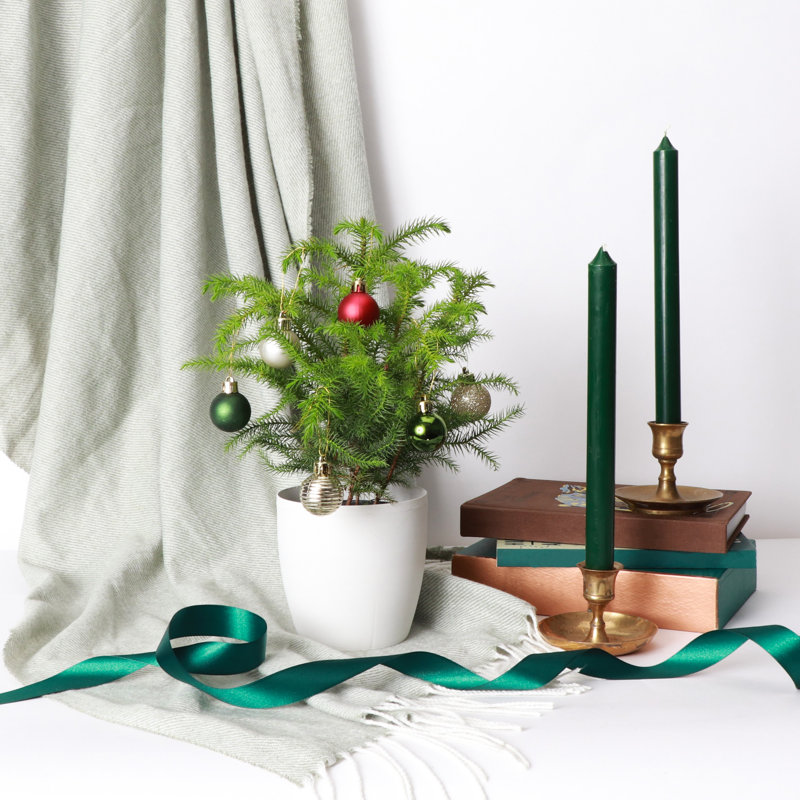 Live Norfolk Island Pine Plant In Classic Pot, Copper