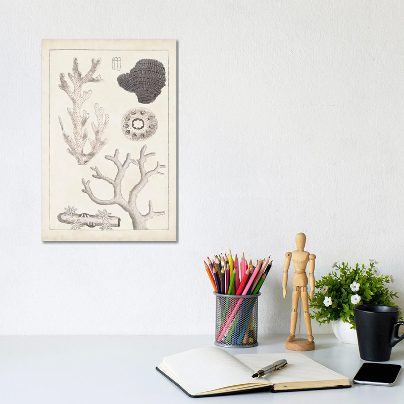 Antique White Coral II by Vision Studio - Wrapped Canvas Painting, 20.32 cm H x 30.48 cm W