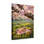 Plantes et fleurs Cherry Blossom-471212820
