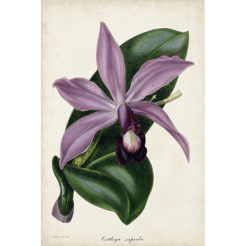 Plum Orchid by Paxton - Painting, 30 cm H x 20 cm W, Black Floater Frame