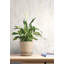 Bobbette 10m x 53cm Metallic Finish Wallpaper Roll-5098333