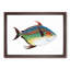 Opah Fish by Edward Donovan - Picture Frame Painting Print-55581266-55581265