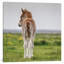 « purebred islandaise foal i », reproduction de photo sur toile tendue-20158516-72597520-72597521