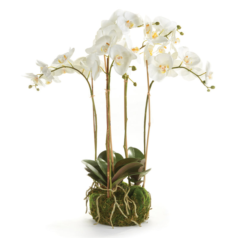 Conservatory Phalaenopsis Bowl Drop-in