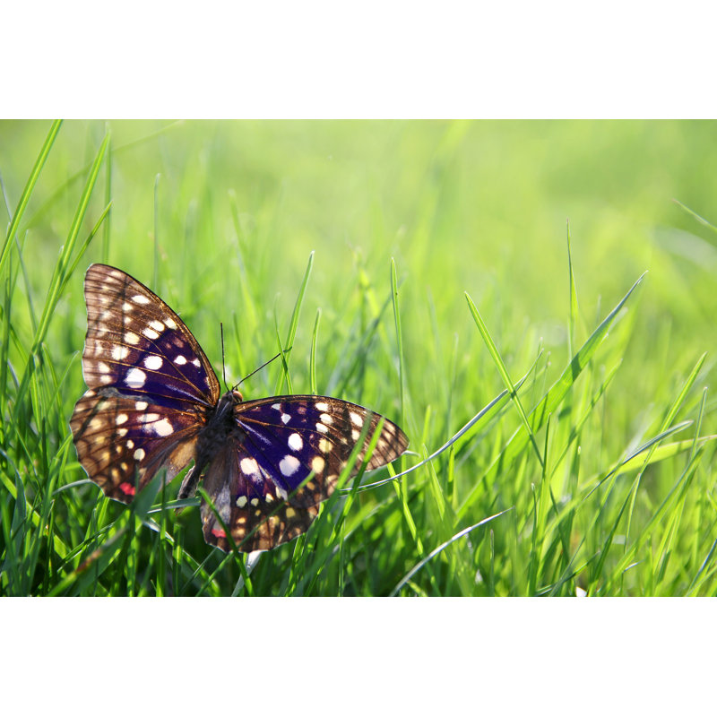 Japenese Emperor Butterfly by ChristinLola - Wrapped Canvas Print, 30cm H x 46cm W x 3.8cm D