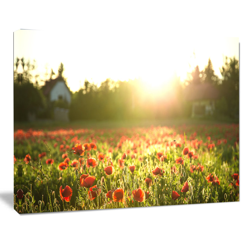 « popy field under light soleil », reproduction de photo sur toile tendue, H 12 po x l 20 po