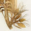 Albizia 3 - Light Design Wall Light