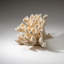 Genuine White Cat's Paw Coral (6.5 Lbs)