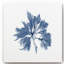 Marine Seaweed I - cadre photo, reproduction d'art sur toile-2050087313-2047606871