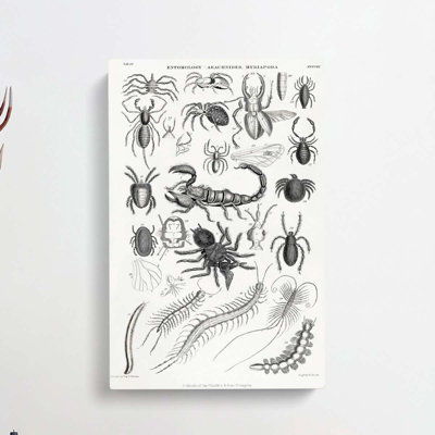 Study Of Insects Xxxviii by Oliver Goldsmith - Wrapped Canvas