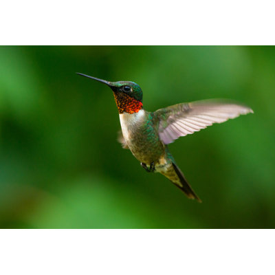" Ruby-throated Hummingbird " by Carolinabirdman