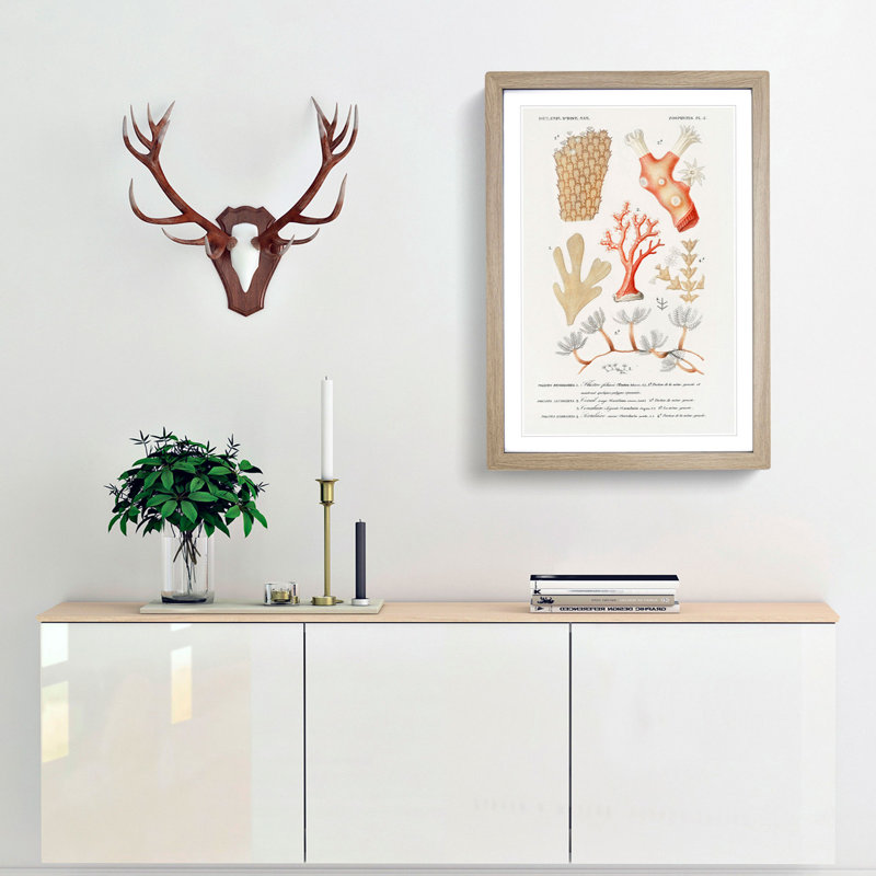 Coral Illustrations PL. 5 by Charles D' Orbigny - Picture Frame Painting Print, 87cm H x 62cm W x 2cm D, Oak Framed