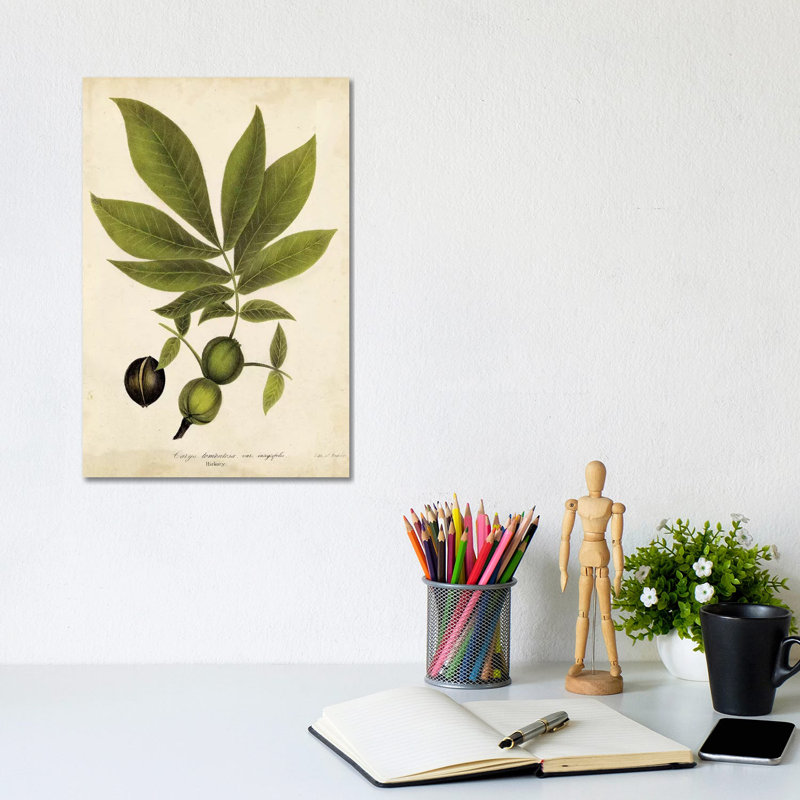 Hickory Tree Foliage by John Torrey - Wrapped Canvas Gallery-Wrapped Canvas Giclée, 20.32 cm H x 30.48 cm W