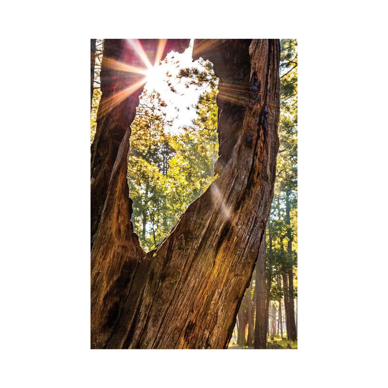 Sunburst Peeking Through Old Tree In Forest by Susan Schmitz - Wrapped Canvas Gallery-Wrapped Canvas Giclée