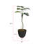 64,6 po plante
