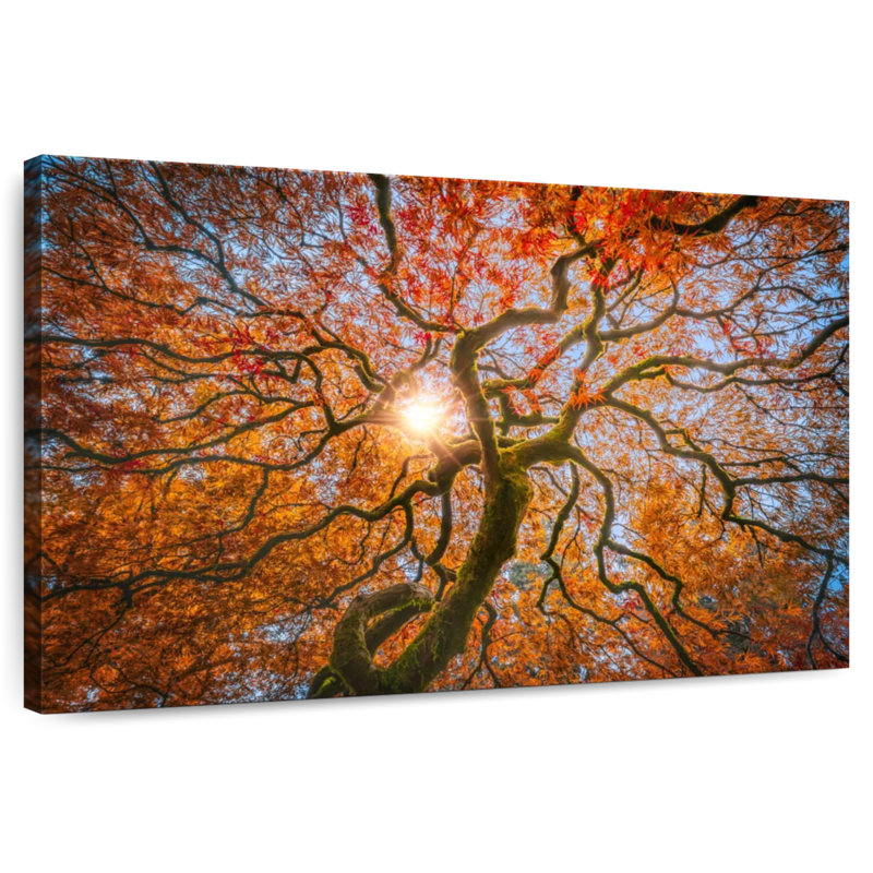 Harnek Japanese Maple Tree, 30" H x 45" W