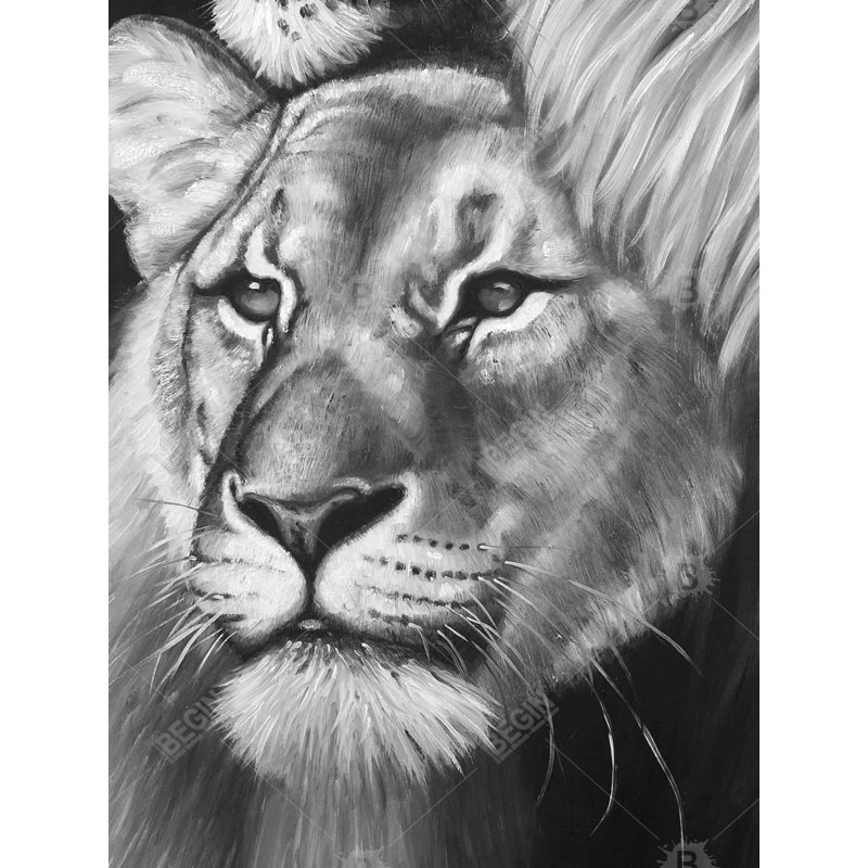 Chambre de lion et de lionne sur toile noire | Décoration intérieure