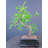 Large S Shape Chinese Elm Bonsai Tree