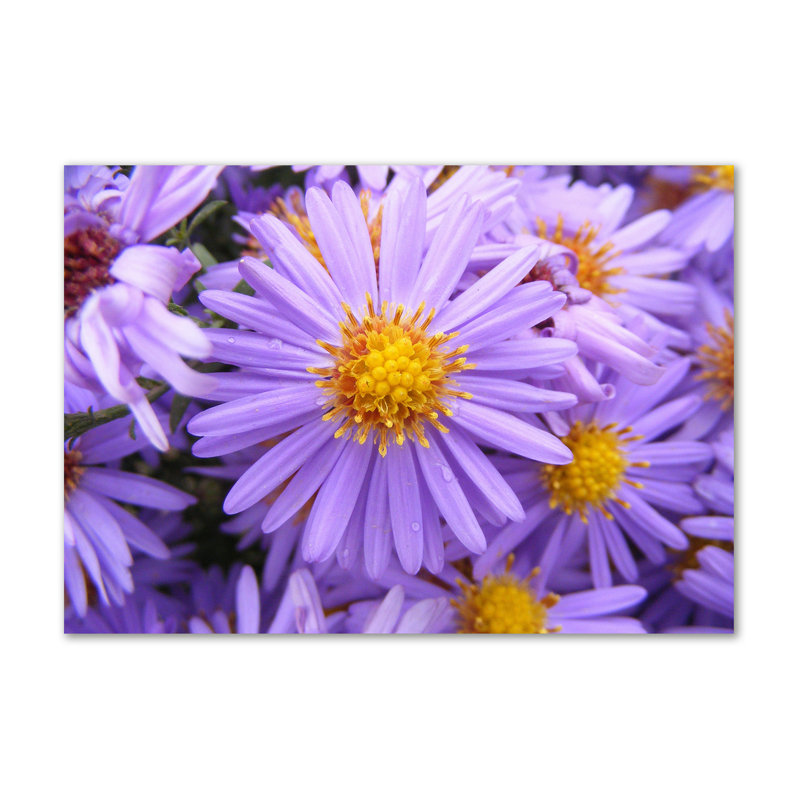 Astra - Wrapped Canvas Print