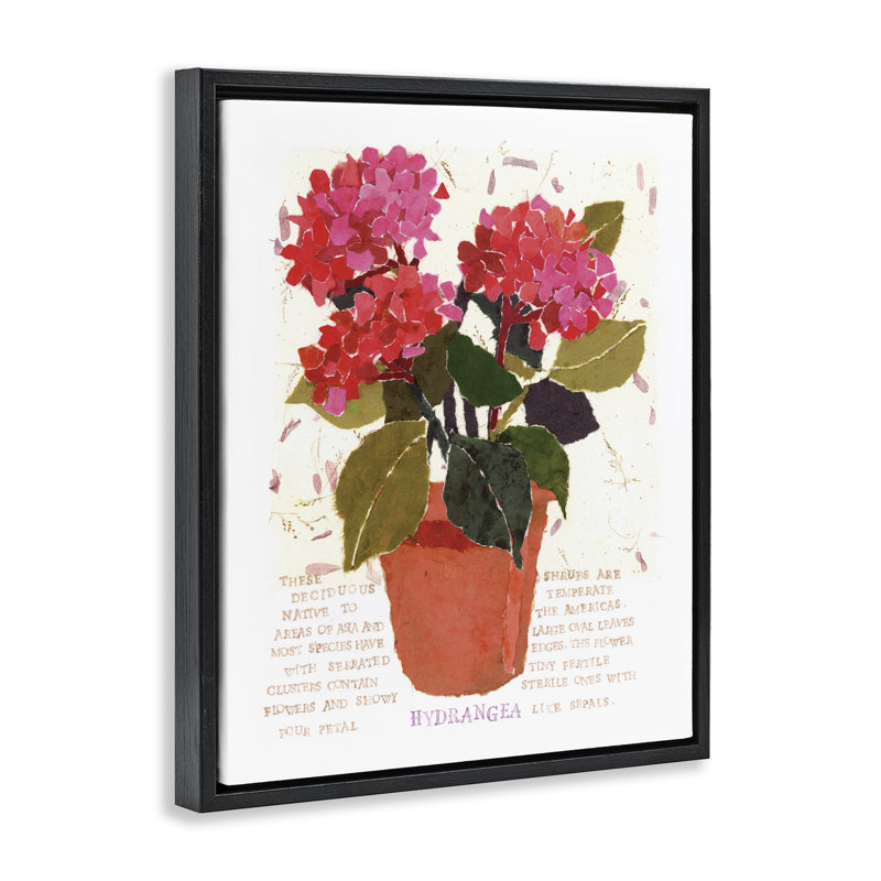 «Bold Red Hydrangea», art mural encadré flottant par Nancy Overton, Cadre flottant noir de jais, H 21 po x l 17 po