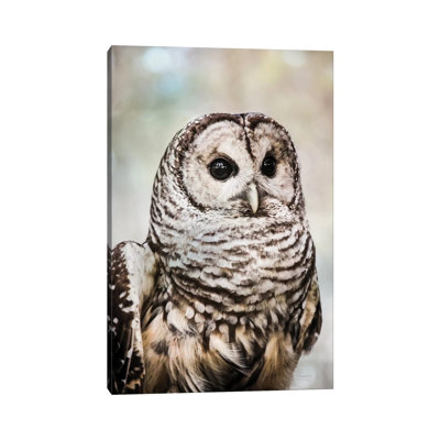 " Barred Owl " by Debbra Obertanec