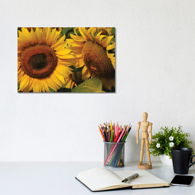 Sunflowers 1 Piece Wrapped Canvas Wall Art