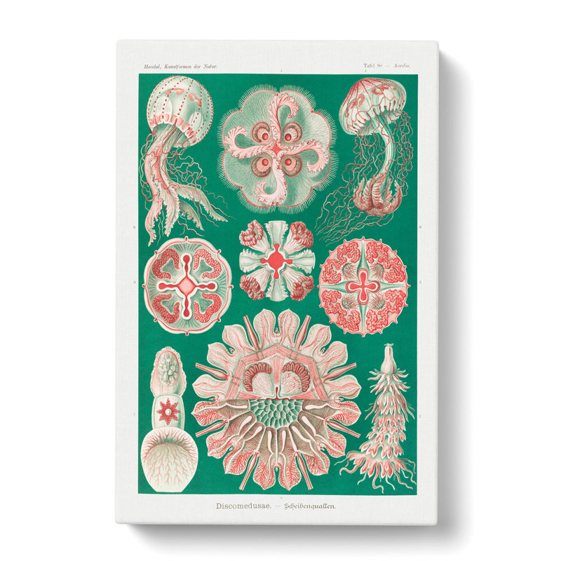 Discomedusae Jellyfish Vol.3 by Ernst Haeckel - Wrapped Canvas, 50cm H x 35cm W x 3cm D