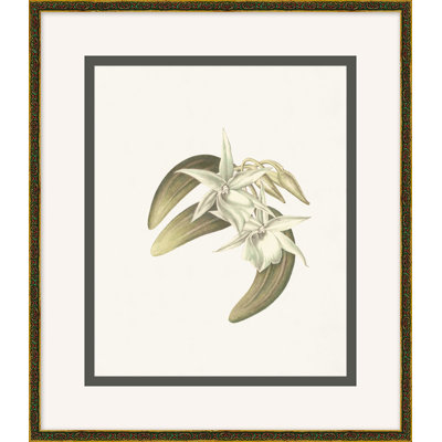 Orchidée sauvage 6