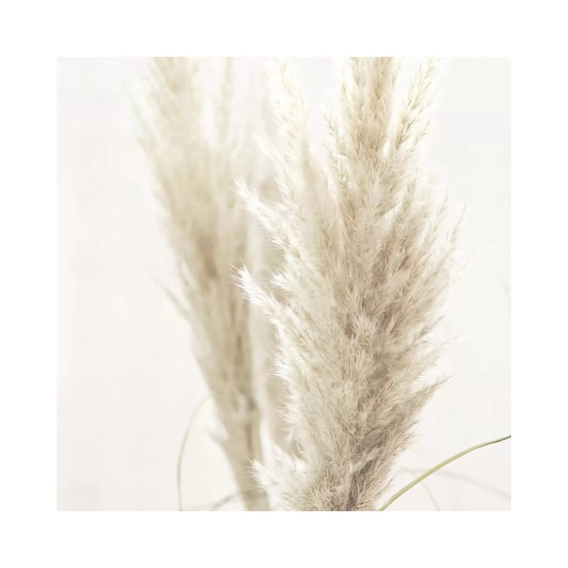 Pampas Reed II Square 1 Piece Wrapped Canvas Wall Art, 66.04 cm H x 66.04 cm W x 3.175 cm D