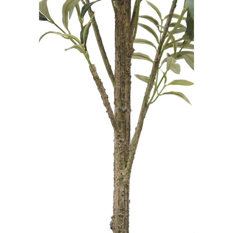 7FT Slim Olive Tree in Grower Pot