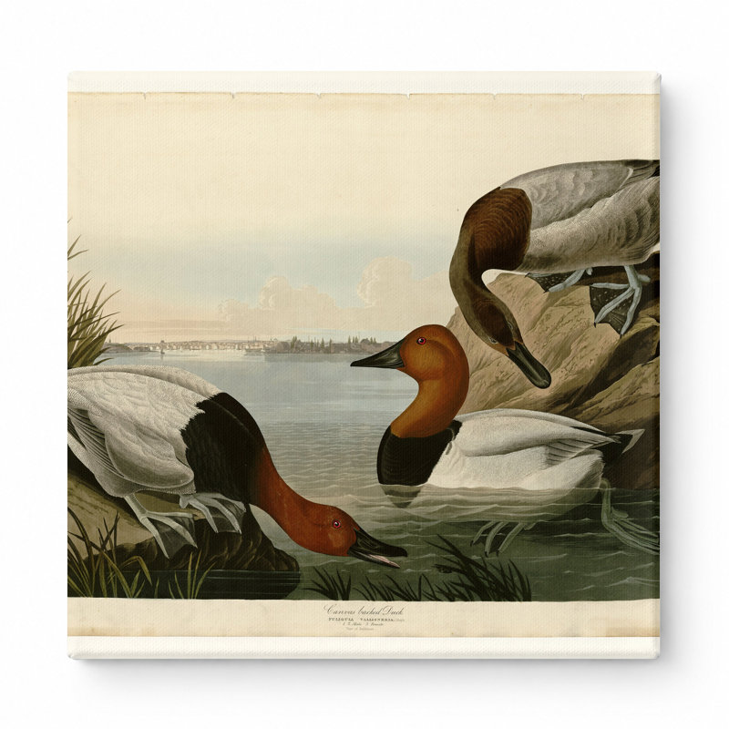 Canard sur toile (plaque CCI) - art mural carré sur toile, 16" W x 16" H