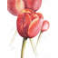 " Blossoming Tulips Closeup "