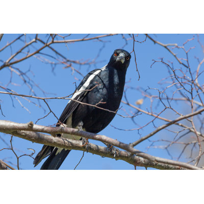 " Australian Magpie " by Tsvibrav