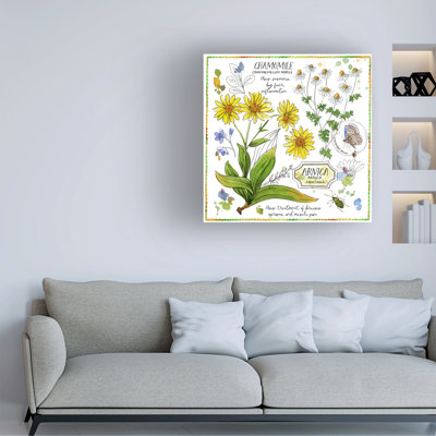 Rosalind Wheeler Jane Maday Chamomile And Arnica Canvas Wall Art