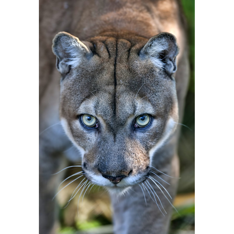 Florida Panther - photographie sur toile tendue, L 12 po x H 18 po
