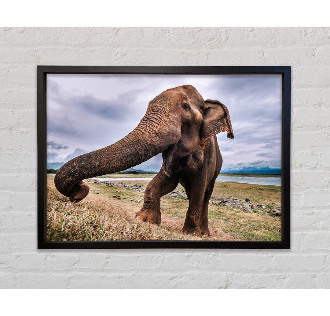 Elephant Coming Up Close - Einzelner Bilderrahmen Kunstdrucke auf Leinwand