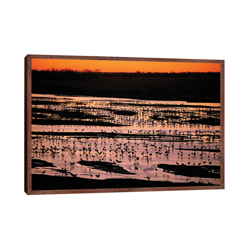 Sandhill Cranes Roost Along The Platte River Near Kearney, Nebraska by Joel Sartore - Gallery-Wrapped Canvas Giclée on Canvas