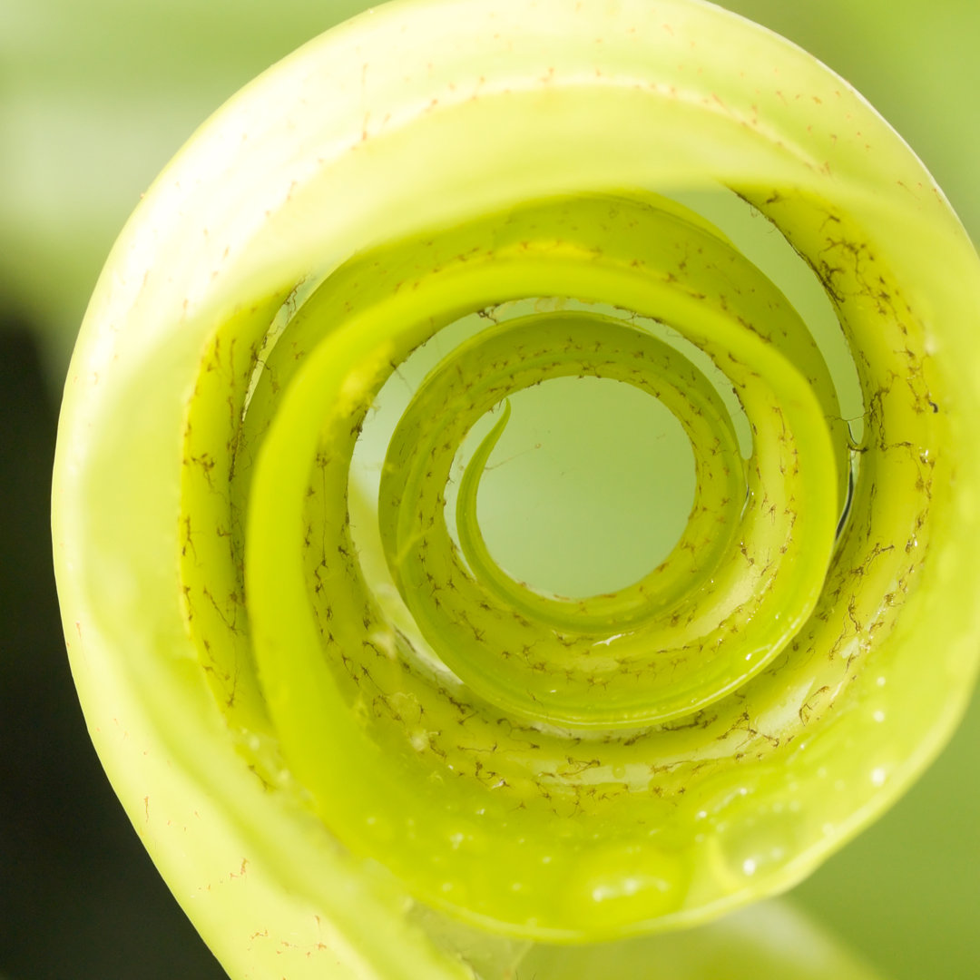 Spirale der gelben Blume - Kunstdrucke auf Segeltuch