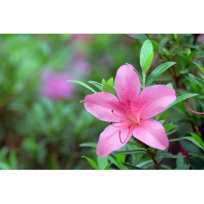Pink Azalea On Green - Wrapped Canvas Print