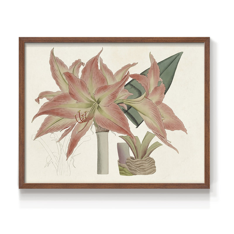 Amaryllis Varietals III - Reproduction encadrée - Restickable, H 11 po x l 14 po, Noyer