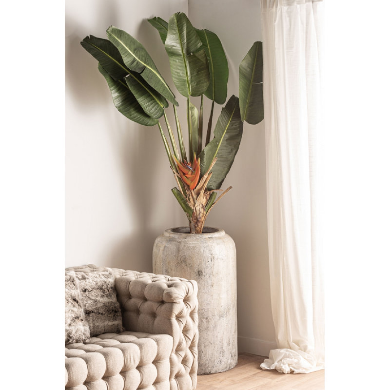 Bird of Paradise Tracie