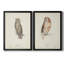 Scops - Eared Owl - Ensemble de 2 peintures sur toile encadrées-1040616812-1040616815