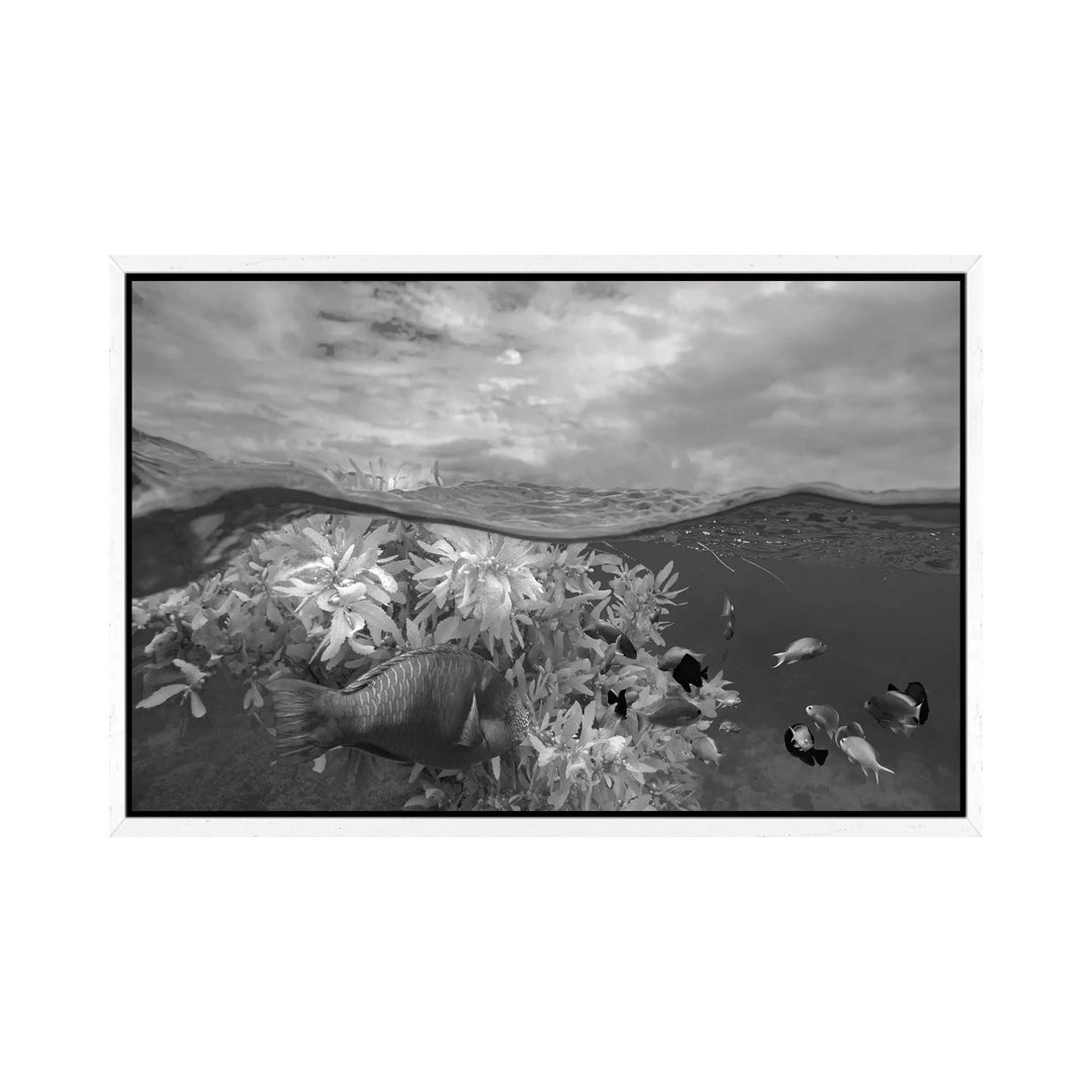 Surf Parrotfish, Damselfish And Basslet School Near Floating Seaweed, Bohol Island, Philippines von Tim Fitzharris - Gal...