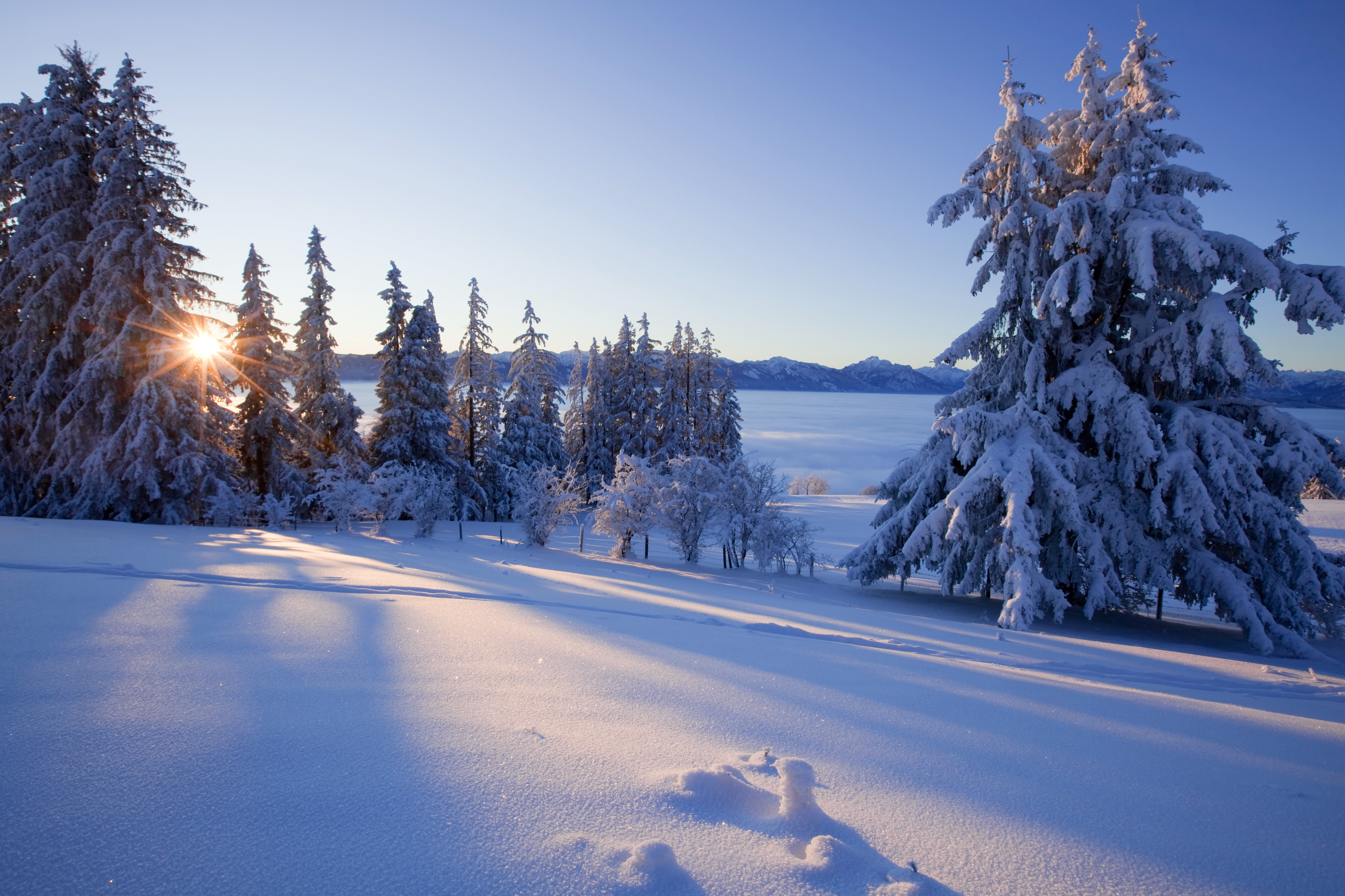 Ebern Designs Trees in a Snow Covered Winter Landscape by Wingmar | Wayfair