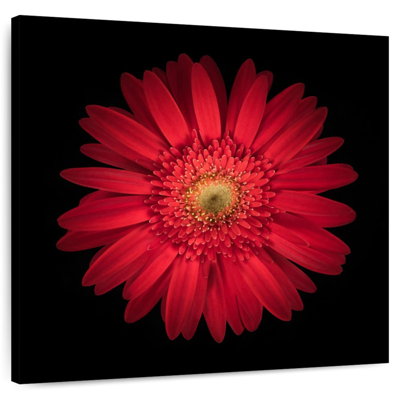 Harnek Bright Red Daisy